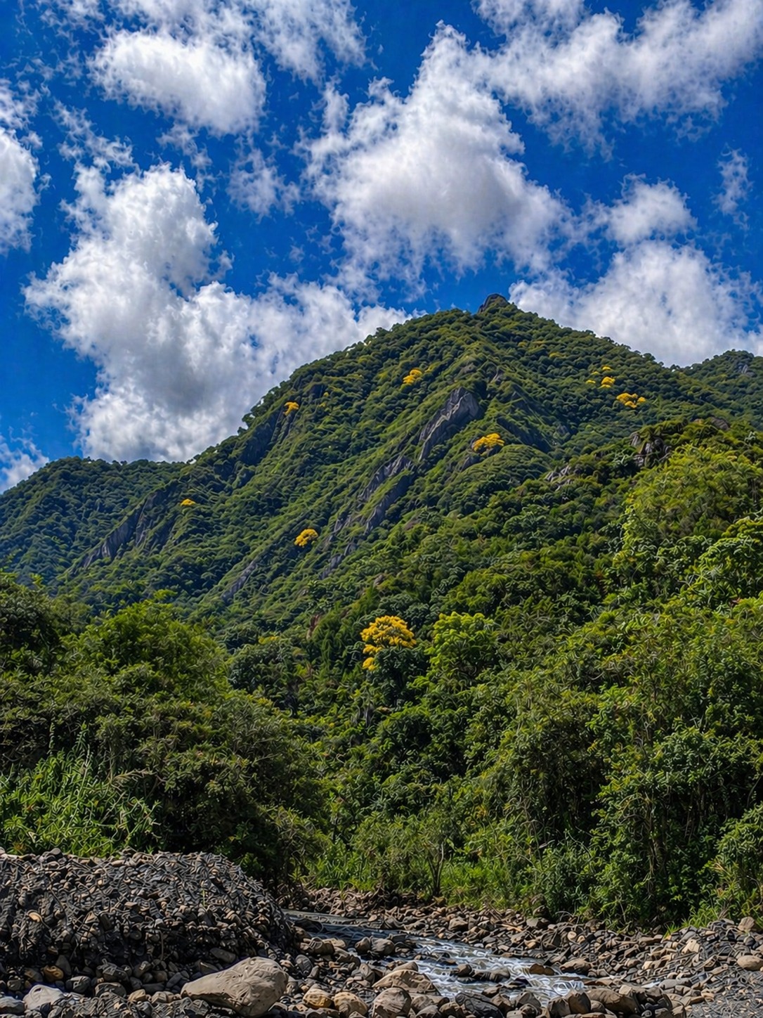 Montaña reforestada — después